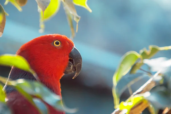 Red Parrot close up shot.  Beautiful parrot among the leaves. Ec — Stock Photo, Image