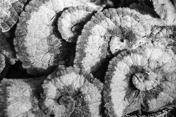 black and white spiral begonia leaf . Soft focus.