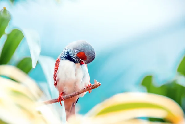 Άγριο αρσενικό Σπίνο ζέβρα (Taeniopygia guttata). Εξωτικό πουλί κάθεται — Φωτογραφία Αρχείου