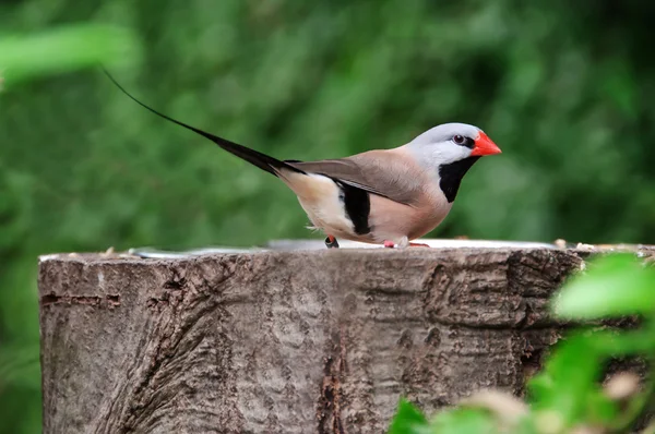 Zebra Finch em um toco de árvore. Taeniopygia guttata — Fotografia de Stock