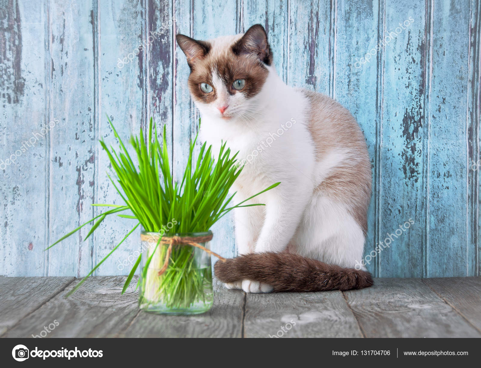 katten gezondheid katten gezondheid