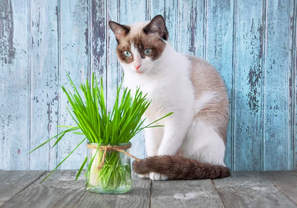 Güzel kedi kedi otu ile. Kedi sağlığı için kedi otu. Evde beslenen hayvan 