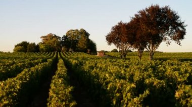 Bordeaux Vineyard Medoc