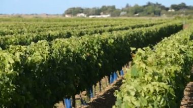 Vineyard, Ile de Re, France