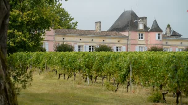 Bordeaux Vineyard Medoc — Stockvideo