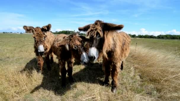 Poitou ezels in Frankrijk — Stockvideo