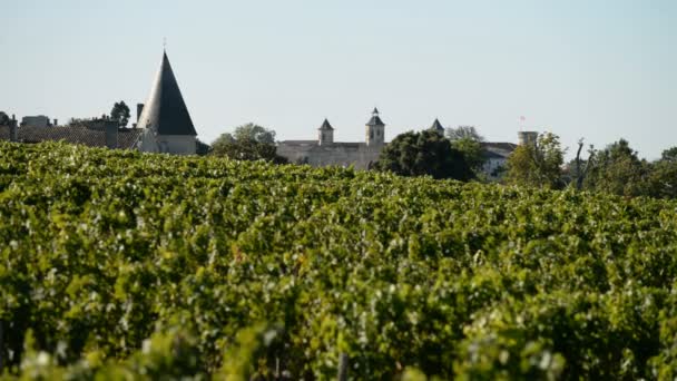 Bordeaux Vineyard Medoc — Stok video