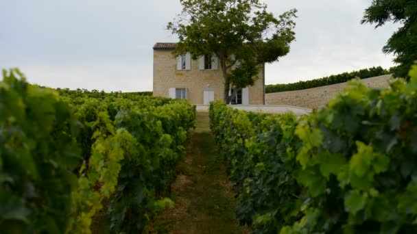 Winnica w mieście Saint-Emilion — Wideo stockowe