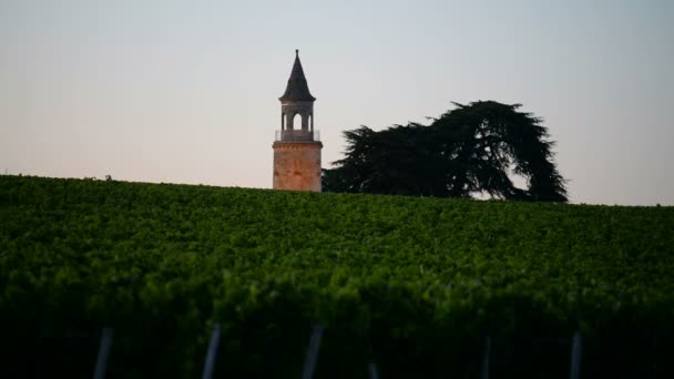 View of vineyard in France — Stock video