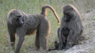 Zeytin Babunlar Uganda