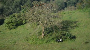 Uganda tarım peyzaj