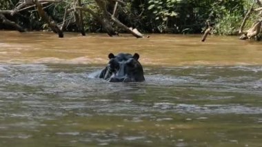 Hippo Ishasha Nehri üzerinde