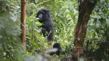 Dağ gorilleri aşılmaz ormanın Uganda 