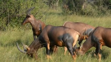 Uganda meşin antilop