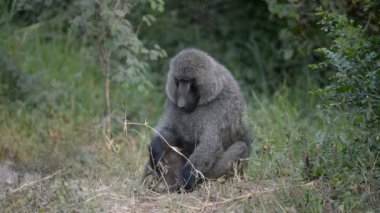 Zeytin Babunlar Uganda