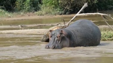 Hippo Ishasha Nehri üzerinde