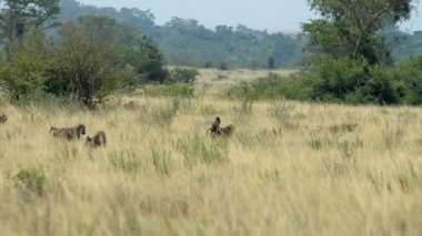 Zeytin Baboos Uganda