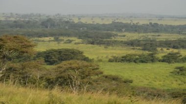 Kraliçe Elizabeth Milli Parkı Uganda