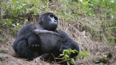 Dağ goril aşılmaz ormanın Uganda
