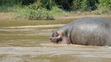 Hippo Ishasha Nehri üzerinde