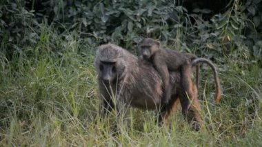 Zeytin Babunlar Uganda