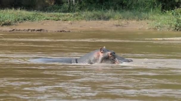 A Ishasha folyó Ugandában víziló — Stock videók