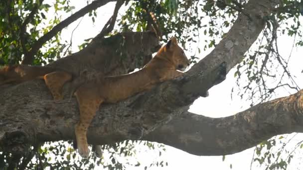 A wild climbing lions — Stock Video