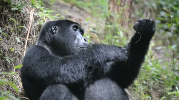 Gorila de montanha na floresta impenetrável em Uganda — Vídeo de Stock