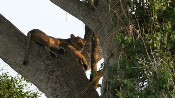 A wild climbing lion — Stock Video