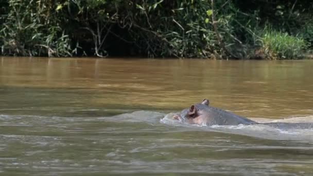 Nilpferd auf dem Fluss Ishasha — Stockvideo