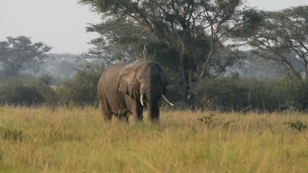 Un elefante africano salvaje — Vídeo de stock