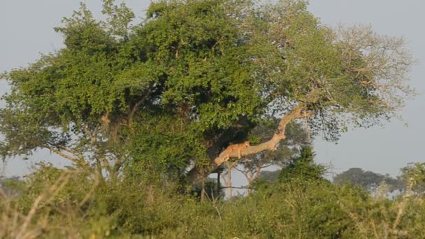 Un lion sauvage grimpant — Video