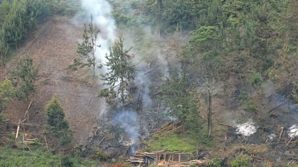 Brûler le vent de forêt a soufflé le feu — Video
