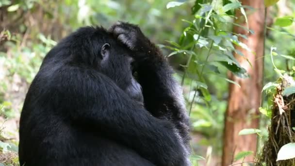 在乌干达的令人费解森林山地大猩猩 — 图库视频影像