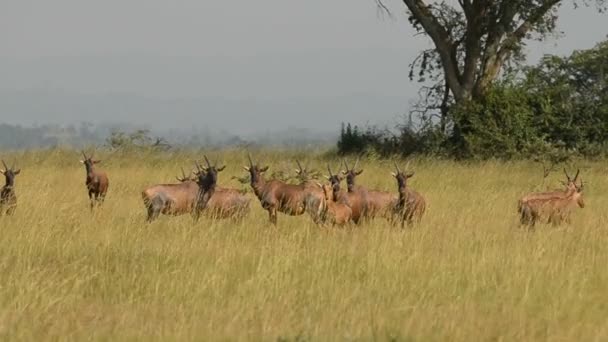 Os antílopes romanos em Uganda — Vídeo de Stock