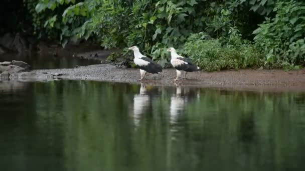 Afrikaanse vis-eagles op de rivier de Nijl — Stockvideo