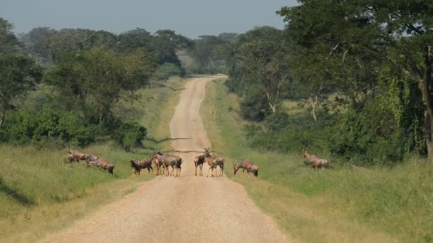 De roan antilopen in Oeganda — Stockvideo