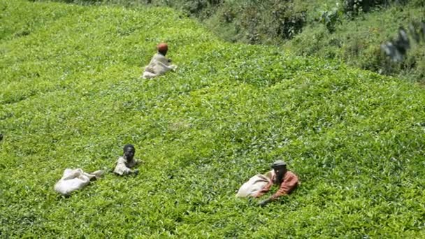 Trabajadores en una plantación de té en Uganda — Vídeos de Stock