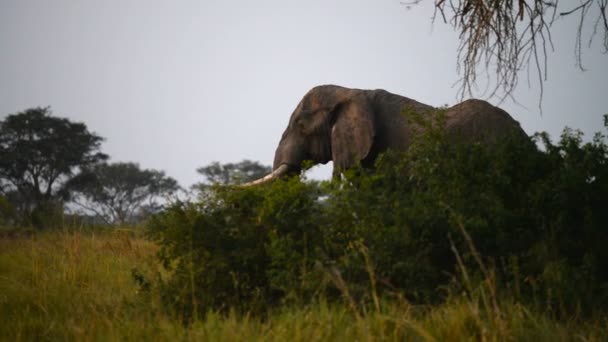 Un elefante africano salvaje — Vídeo de stock