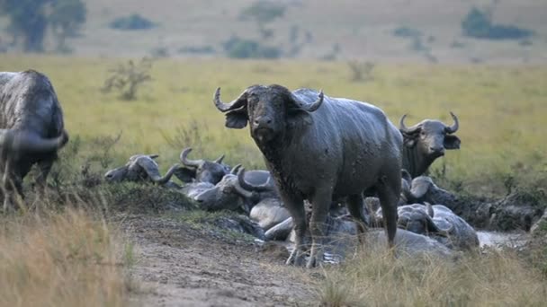 Група дикі африканські буйволи — стокове відео
