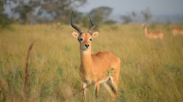 Роанские антилопы в Уганде — стоковое видео