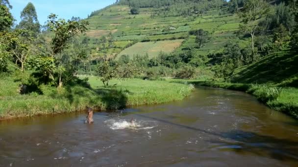 Parque nacional Bwindi en Uganda — Vídeos de Stock