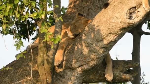 A wild climbing lion — Stock Video