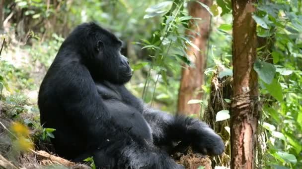 Gorila de montaña en el impenetrable bosque de Uganda — Vídeo de stock