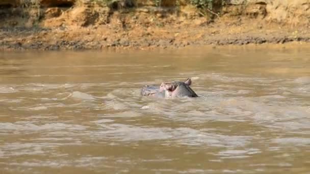 Flusspferd auf dem Fluss Ishasha in Uganda — Stockvideo