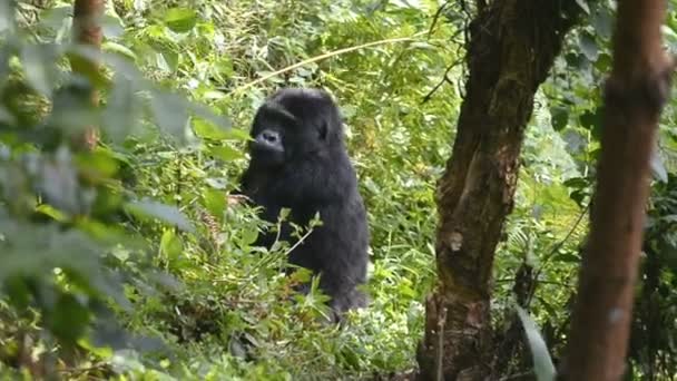Горная горилла в непроходимом лесу Уганды — стоковое видео