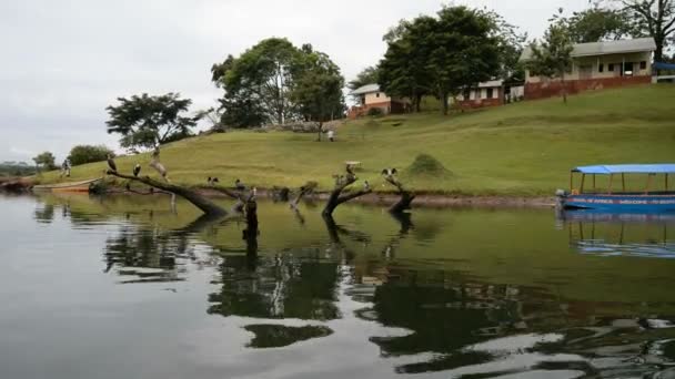 Ακτή Και Θέα Στο Ποτάμι Στην Ουγκάντα — Αρχείο Βίντεο