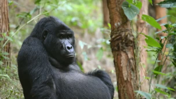 Gorila de montaña en el impenetrable bosque de Uganda — Vídeos de Stock