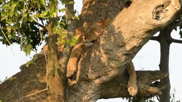 A wild climbing lion — Stock Video