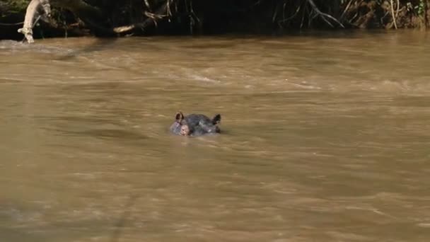 Nijlpaard op Ishasha rivier in Oeganda — Stockvideo